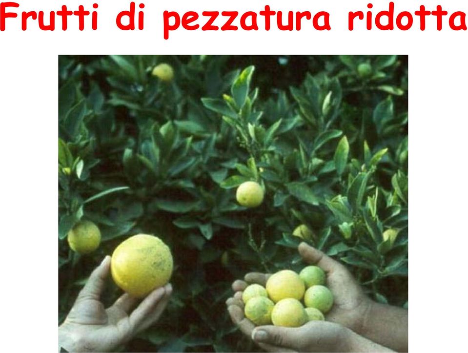 ridotta