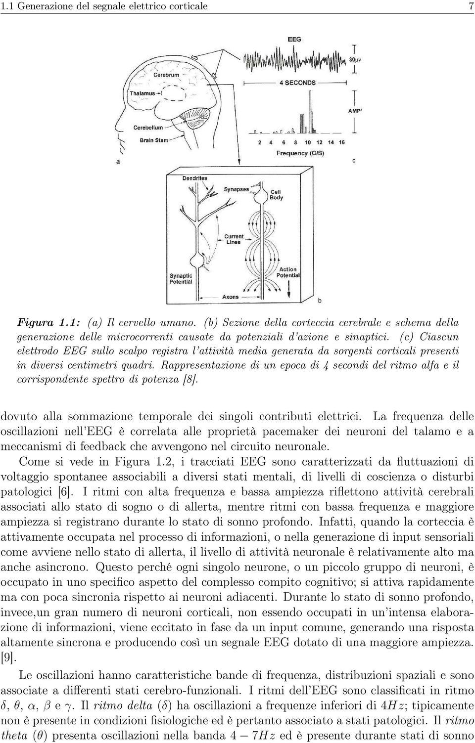 (c) iascun elettrodo EEG sullo scalpo registra l attività media generata da sorgenti corticali presenti in diversi centimetri quadri.