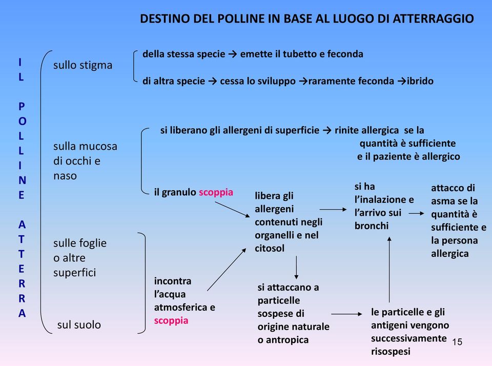 è allergico il granulo scoppia incontra l acqua atmosferica e scoppia libera gli allergeni contenuti negli organelli e nel citosol si attaccano a particelle sospese di origine naturale o