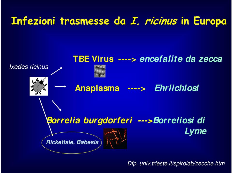 encefalite da zecca Anaplasma ----> Ehrlichiosi Borrelia