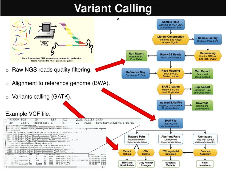 Alignment t reference genme