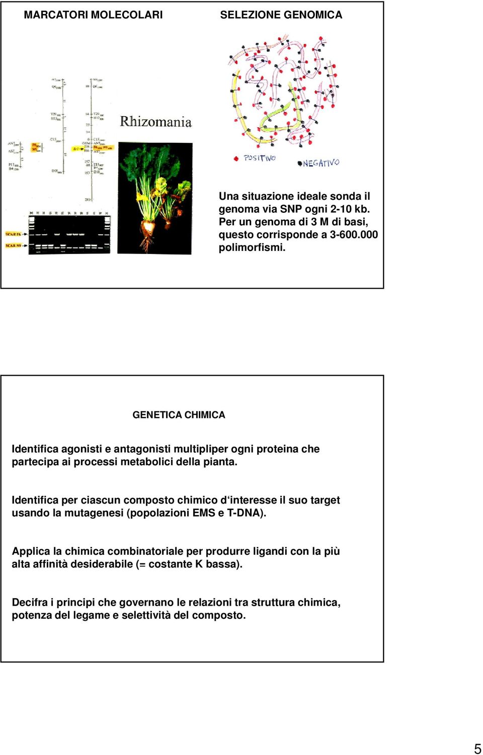 Identifica per ciascun composto chimico d interesse il suo target usando la mutagenesi (popolazioni EMS e T-DNA).