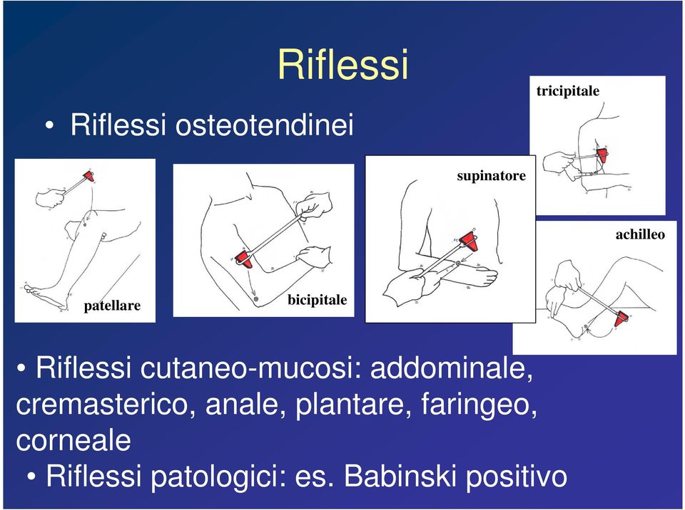 cutaneo-mucosi: addominale, cremasterico, anale,