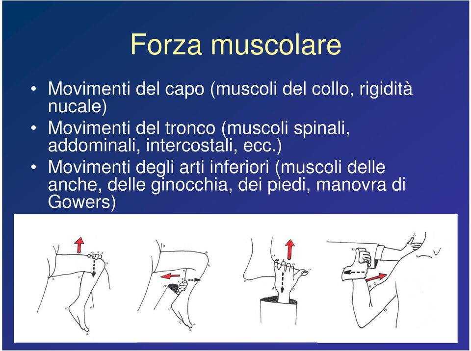 addominali, intercostali, ecc.