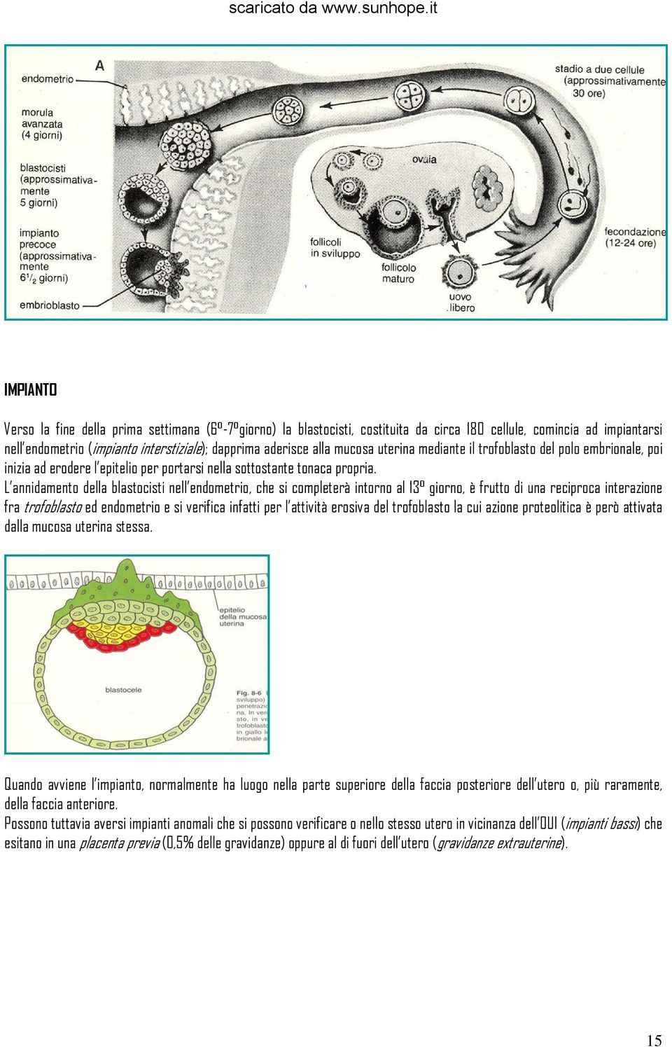 L annidamento della blastocisti nell endometrio, che si completerà intorno al 13 giorno, è frutto di una reciproca interazione fra trofoblasto ed endometrio e si verifica infatti per l attività