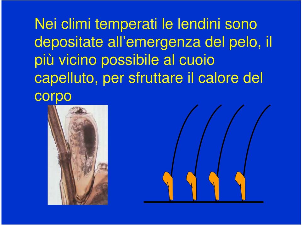 il più vicino possibile al cuoio