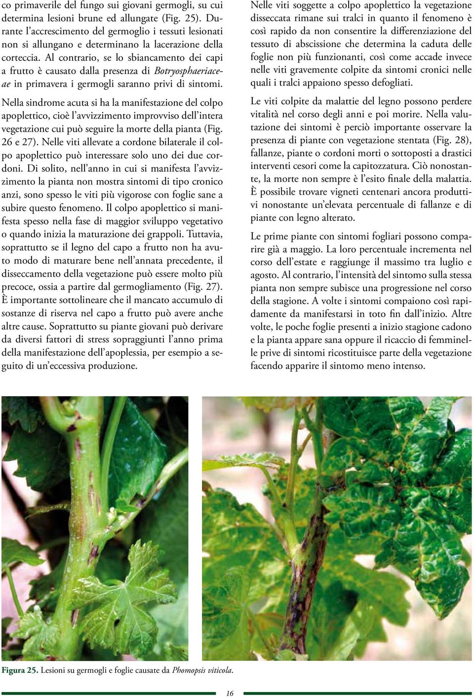 Al contrario, se lo sbiancamento dei capi a frutto è causato dalla presenza di Botryosphaeriaceae in primavera i germogli saranno privi di sintomi.