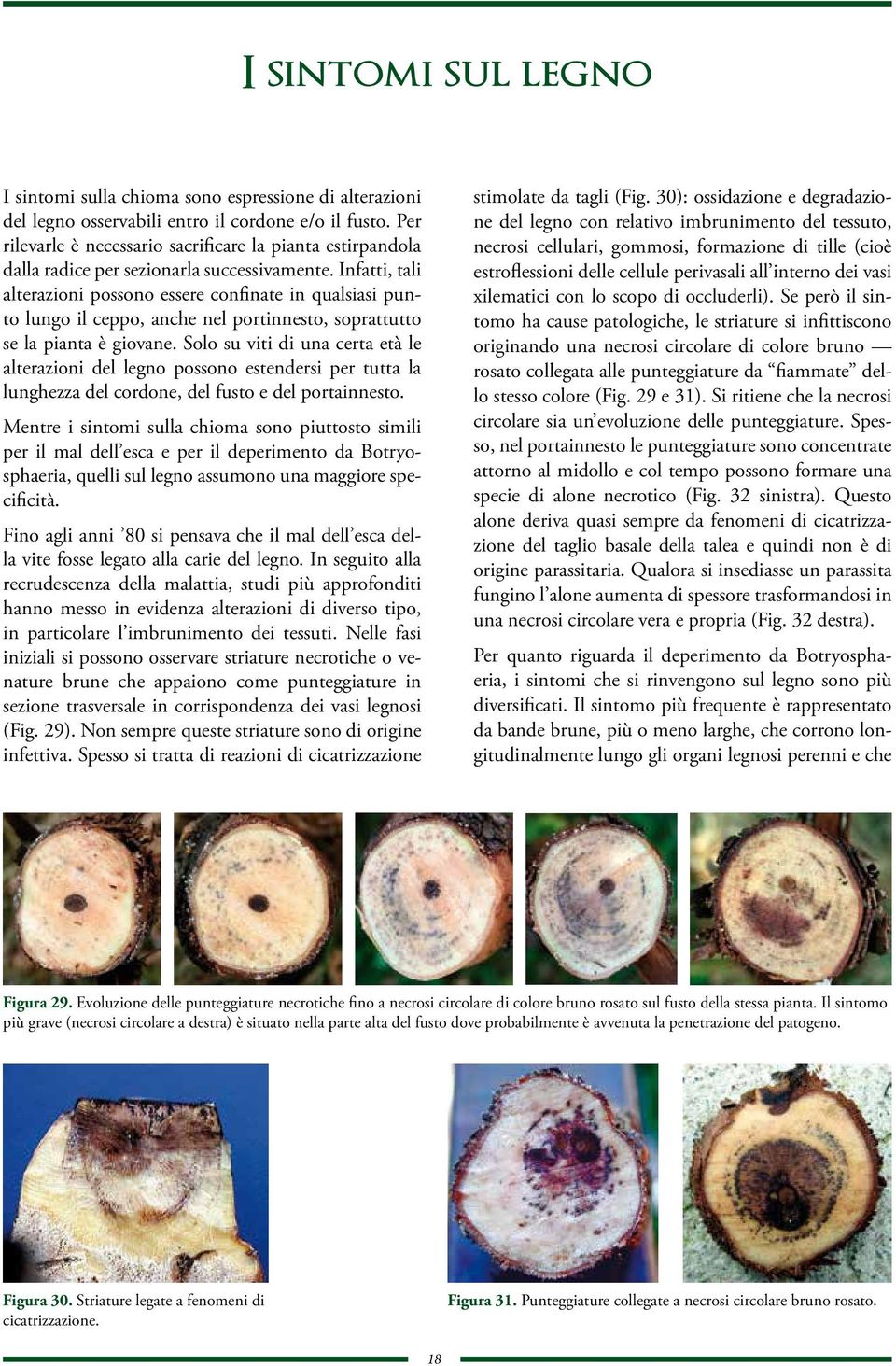 Infatti, tali alterazioni possono essere confinate in qualsiasi punto lungo il ceppo, anche nel portinnesto, soprattutto se la pianta è giovane.