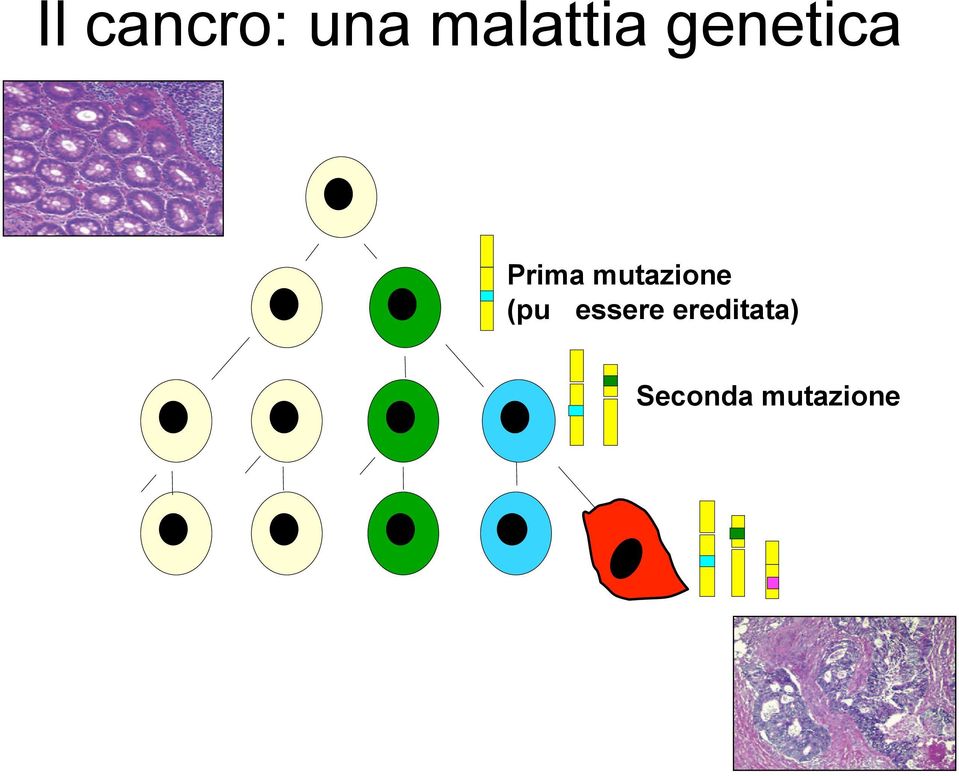 Prima mutazione (pu