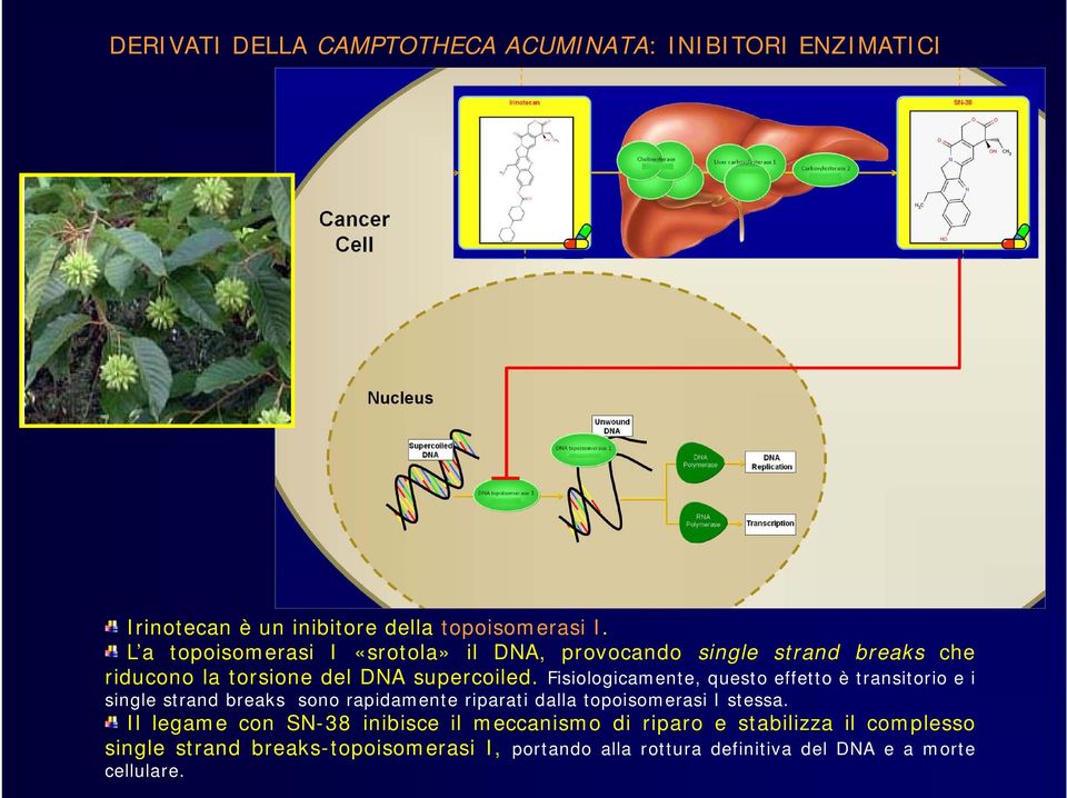 Fisiologicamente, questo effetto è transitorio e i single strand breaks sono rapidamente riparati dalla topoisomerasi I stessa.