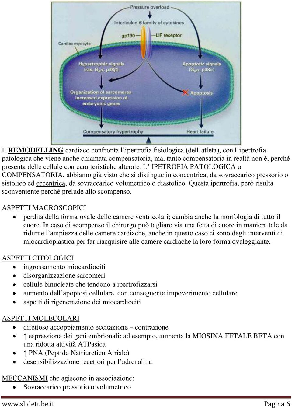 L IPETROFIA PATOLOGICA o COMPENSATORIA, abbiamo già visto che si distingue in concentrica, da sovraccarico pressorio o sistolico ed eccentrica, da sovraccarico volumetrico o diastolico.