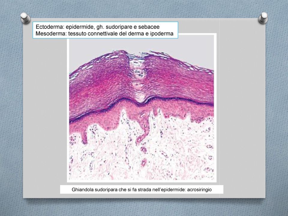 connettivale del derma e ipoderma