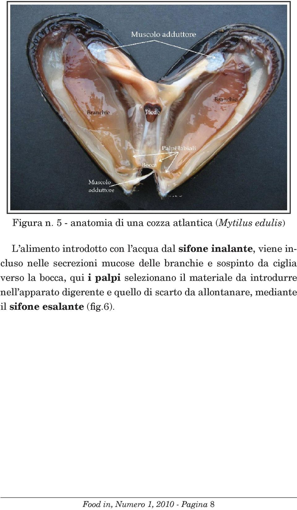 inalante, viene incluso nelle secrezioni mucose delle branchie e sospinto da ciglia verso la