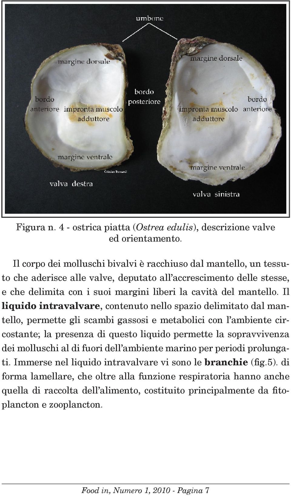 Il liquido intravalvare, contenuto nello spazio delimitato dal mantello, permette gli scambi gassosi e metabolici con l ambiente circostante; la presenza di questo liquido permette la sopravvivenza