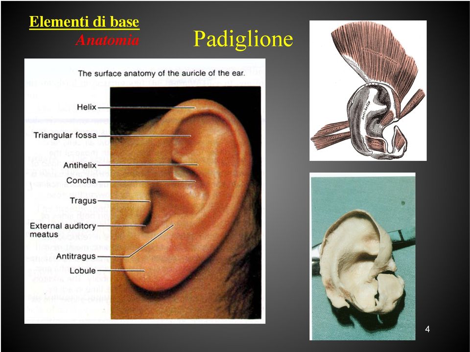 Anatomia