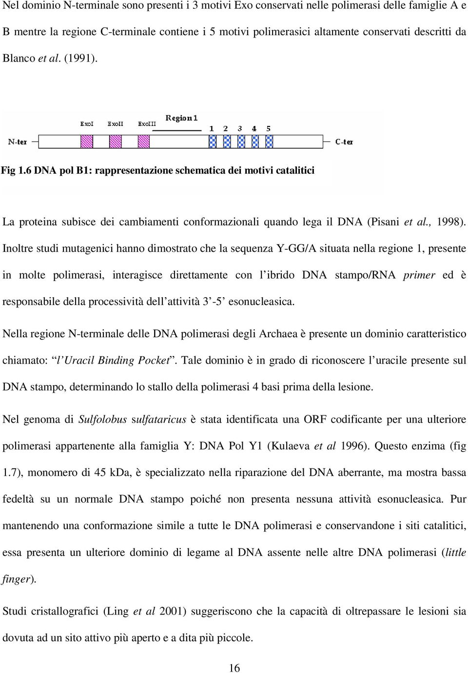 Inoltre studi mutagenici hanno dimostrato che la sequenza Y-GG/A situata nella regione 1, presente in molte polimerasi, interagisce direttamente con l ibrido DNA stampo/rna primer ed è responsabile