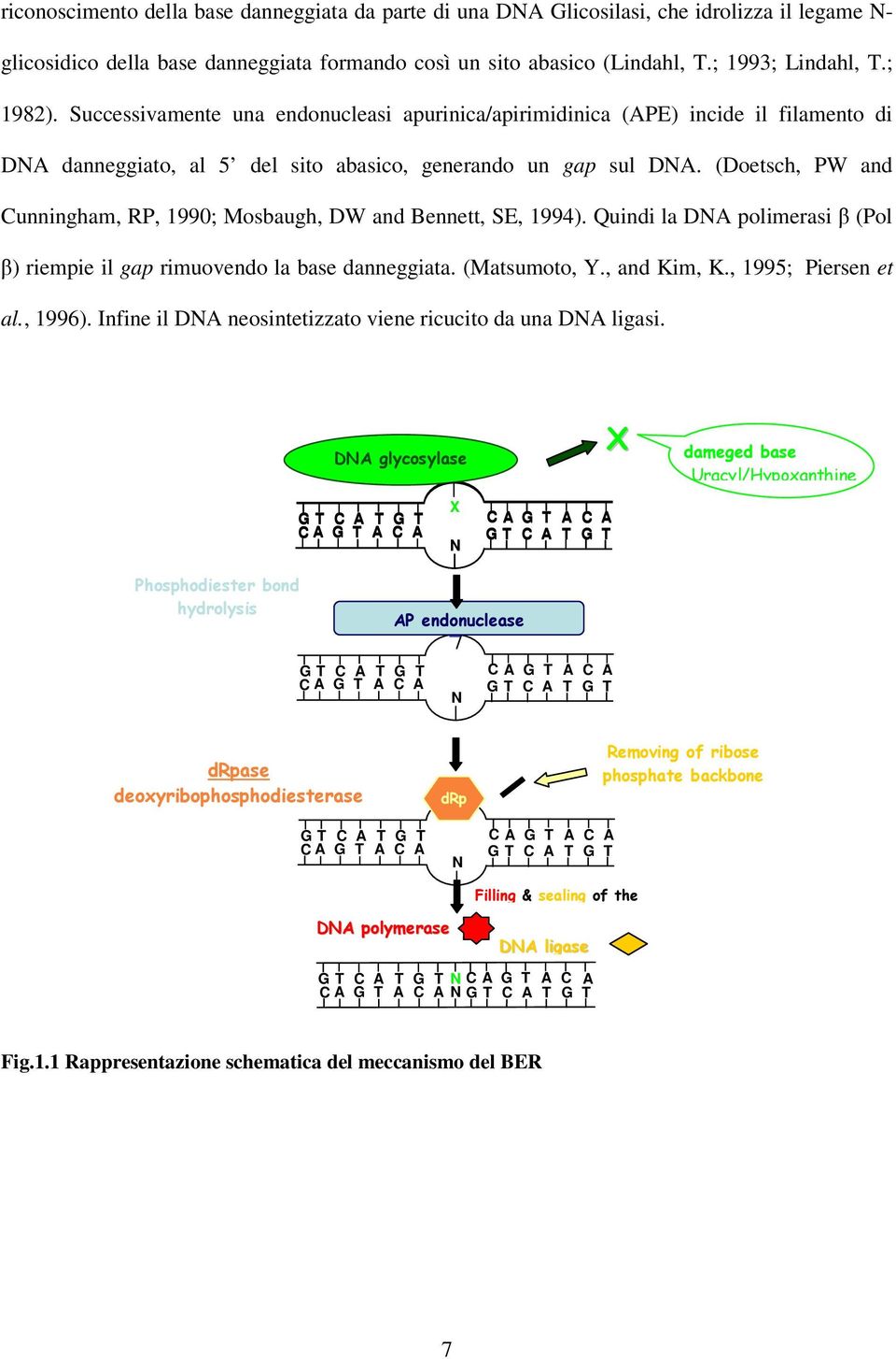 (Doetsch, PW and Cunningham, RP, 1990; Mosbaugh, DW and Bennett, SE, 1994). Quindi la DNA polimerasi β (Pol β) riempie il gap rimuovendo la base danneggiata. (Matsumoto, Y., and Kim, K.