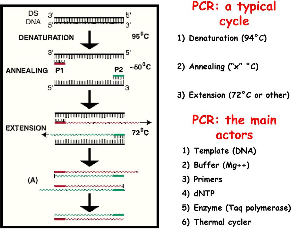 the main actors 1) Template (DNA) 2) Buffer (Mg++)