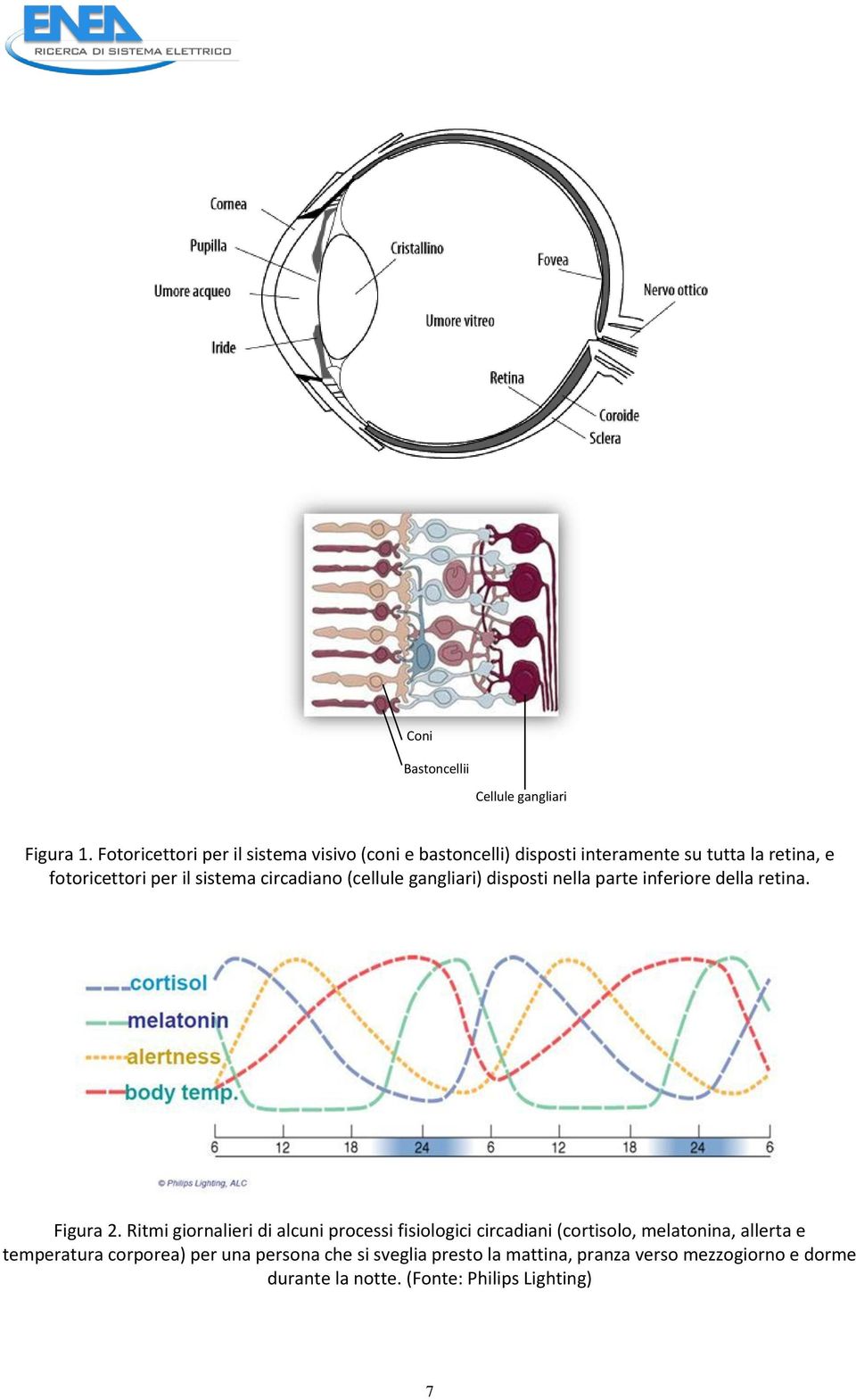 sistema circadiano (cellule gangliari) disposti nella parte inferiore della retina. Figura 2.