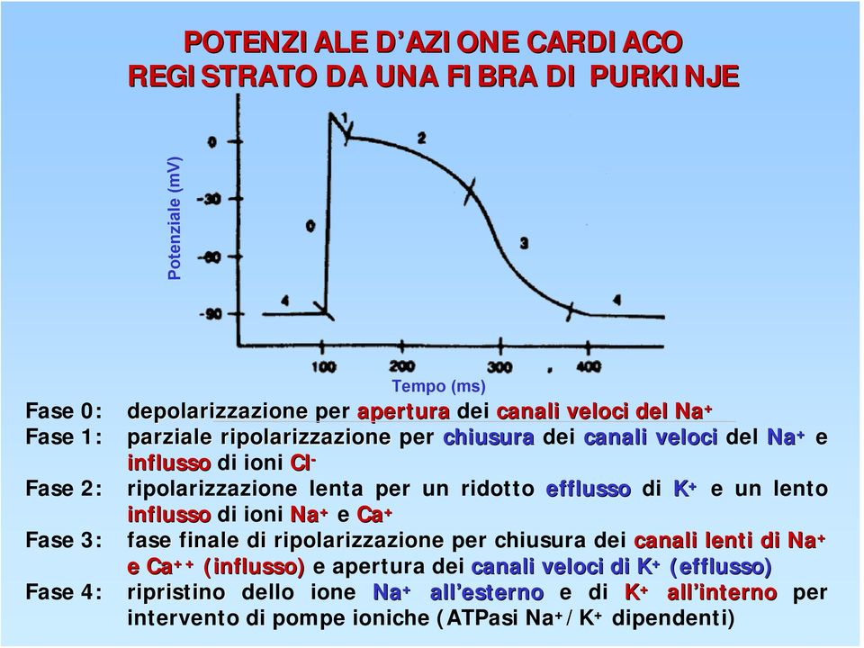 di K + e un lento influsso di ioni a + e Ca + Fase 3: fase finale di ripolarizzazione per chiusura dei canali lenti di a + e Ca (influsso) e apertura dei