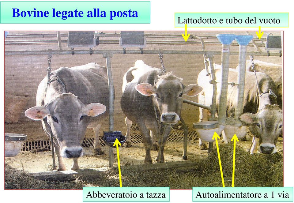 Lattodotto e tubo del