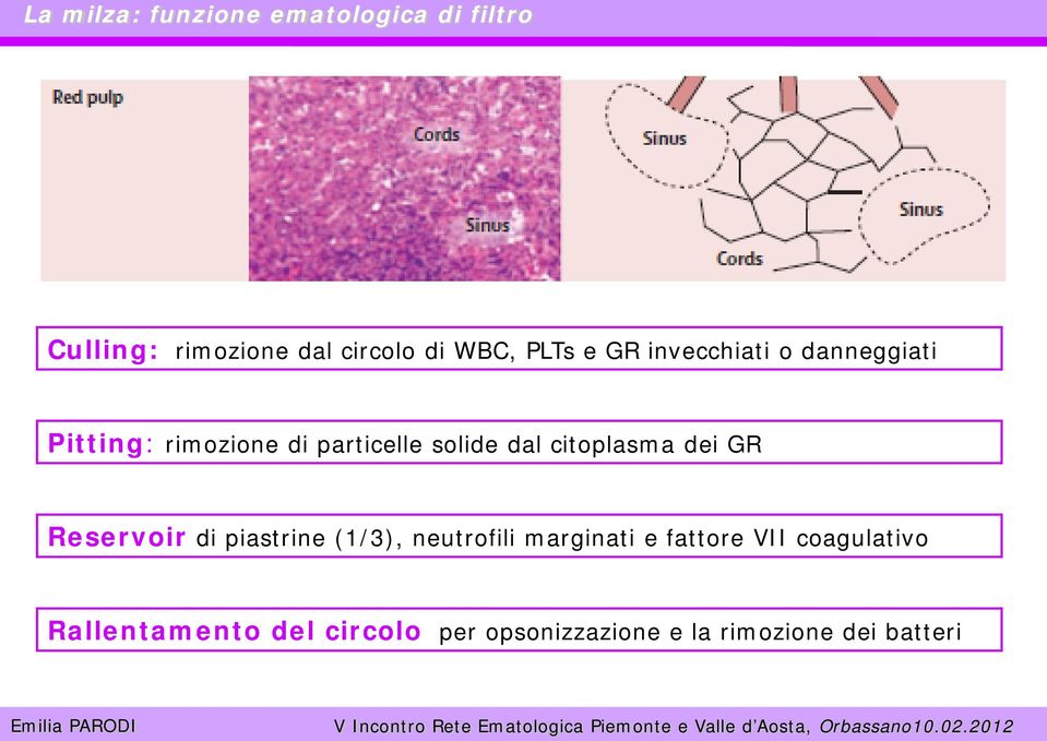 citoplasma dei GR Reservoir di piastrine (1/3), neutrofili marginati e fattore