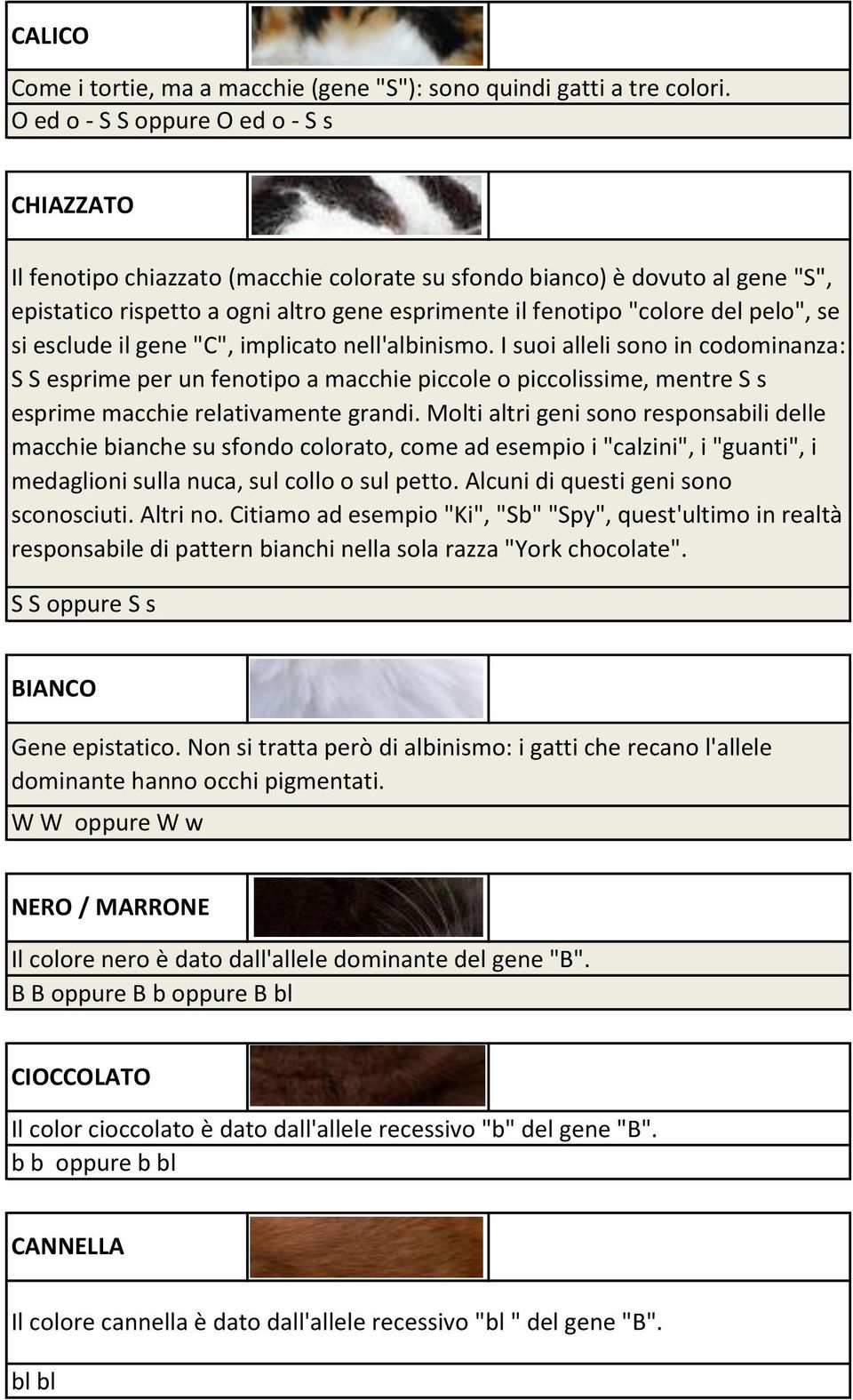 pelo", se si esclude il gene "C", implicato nell'albinismo.