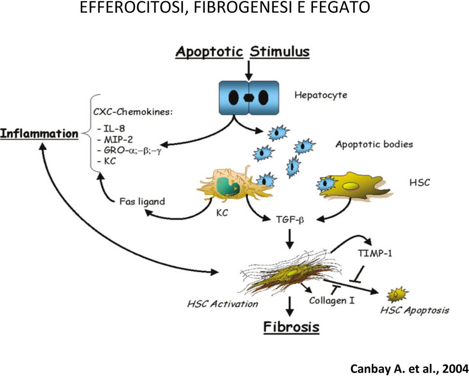 FEGATO Canbay