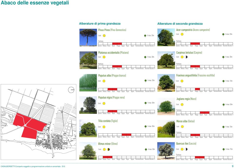 (Pioppo bianco) h max: 20m h max: 10m Populus nigra (Pioppo nero) Juglans regia (Noce) h max: 30m h max: 30m Tilia cordata (Tiglio) Morus alba (Gelso) h