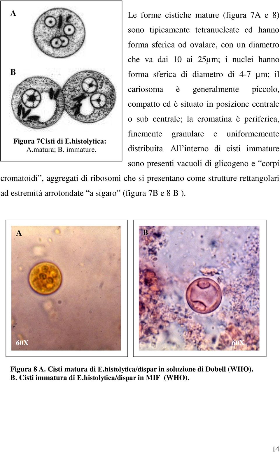 µm; il cariosoma è generalmente piccolo, compatto ed è situato in posizione centrale o sub centrale; la cromatina è periferica, finemente granulare e uniformemente distribuita.