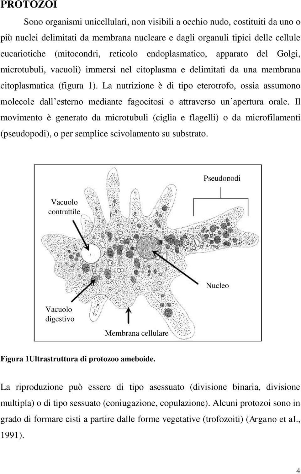 La nutrizione è di tipo eterotrofo, ossia assumono molecole dall esterno mediante fagocitosi o attraverso un apertura orale.