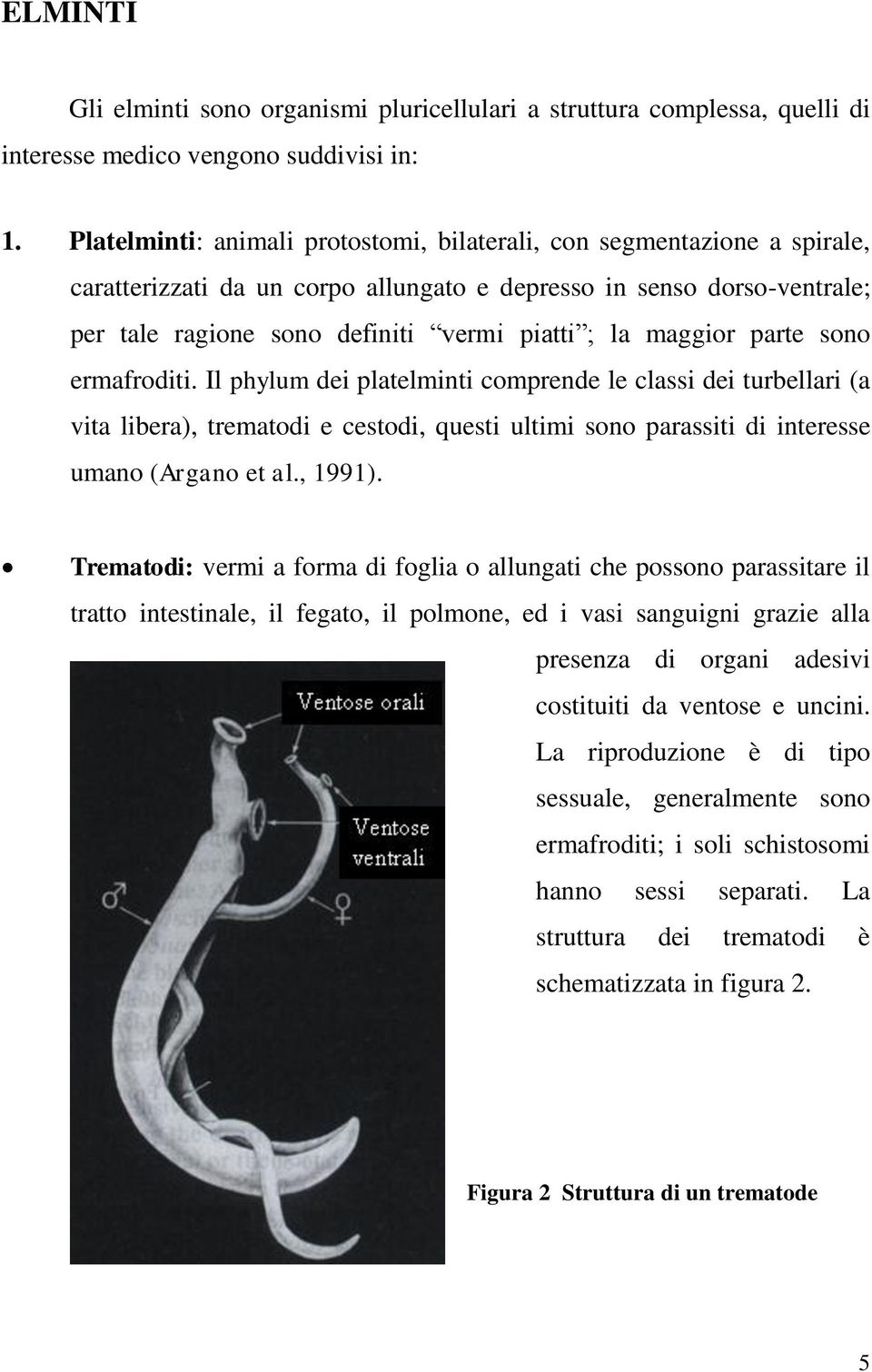 maggior parte sono ermafroditi. Il phylum dei platelminti comprende le classi dei turbellari (a vita libera), trematodi e cestodi, questi ultimi sono parassiti di interesse umano (Argano et al.