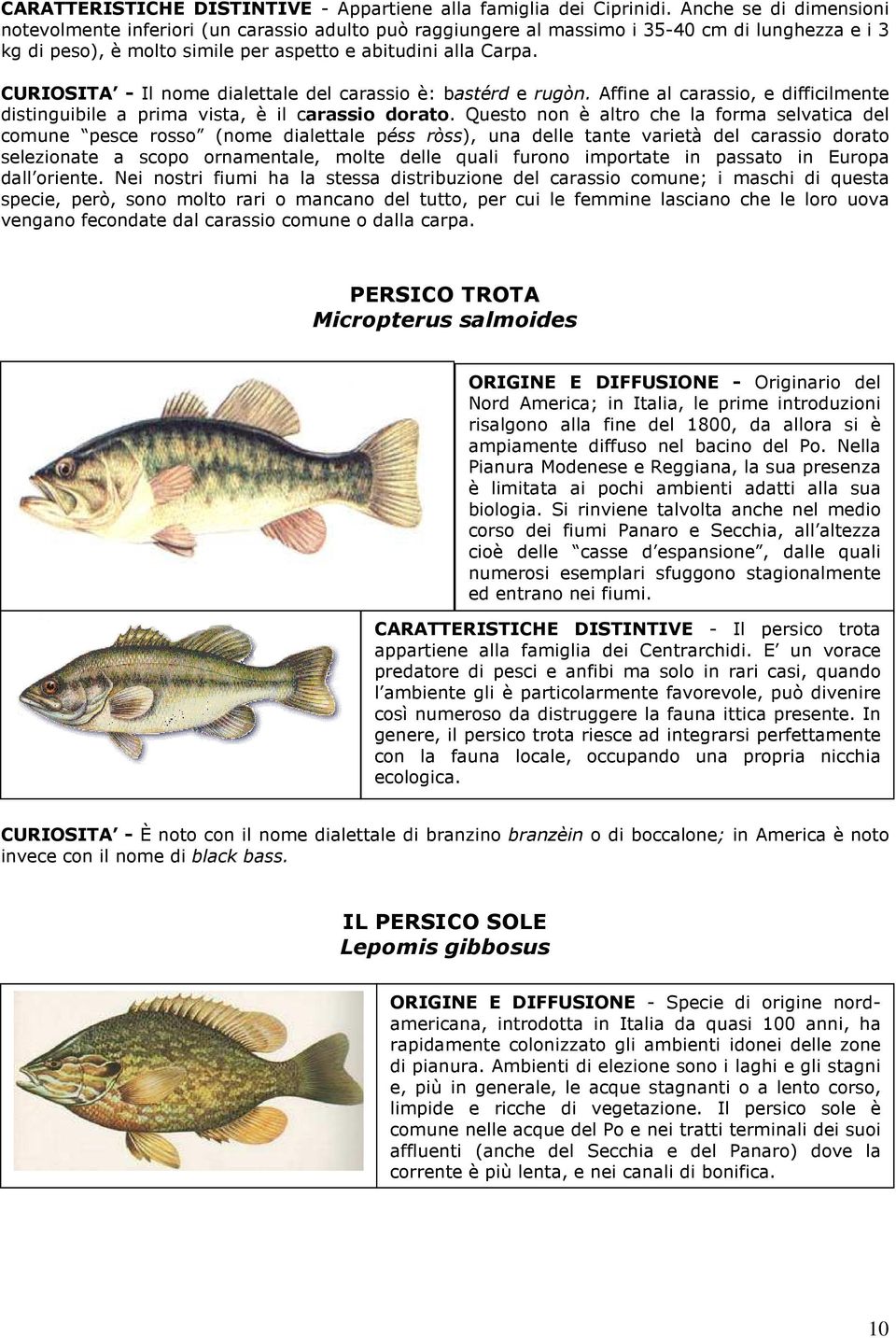 CURIOSITA - Il nome dialettale del carassio è: bastérd e rugòn. Affine al carassio, e difficilmente distinguibile a prima vista, è il carassio dorato.