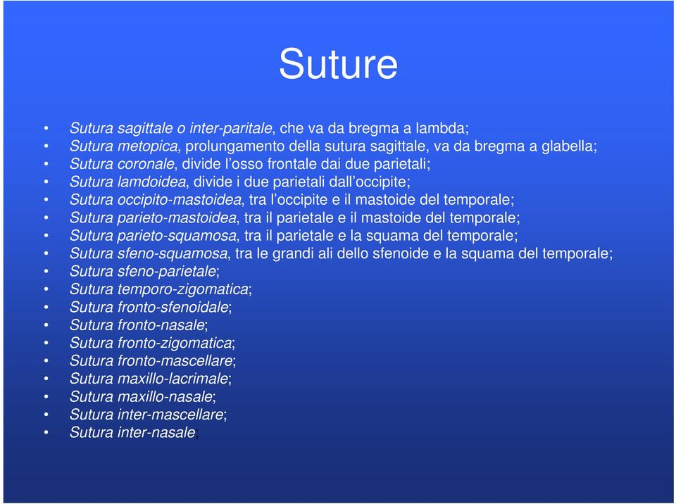 temporale; Sutura parieto-squamosa, tra il parietale e la squama del temporale; Sutura sfeno-squamosa, tra le grandi ali dello sfenoide e la squama del temporale; Sutura sfeno-parietale; Sutura