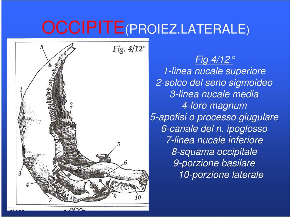 sigmoideo 3-linea nucale media 4-foro magnum 5-apofisi o processo