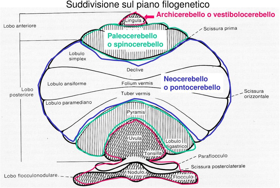 vestibolocerebello Paleocerebello