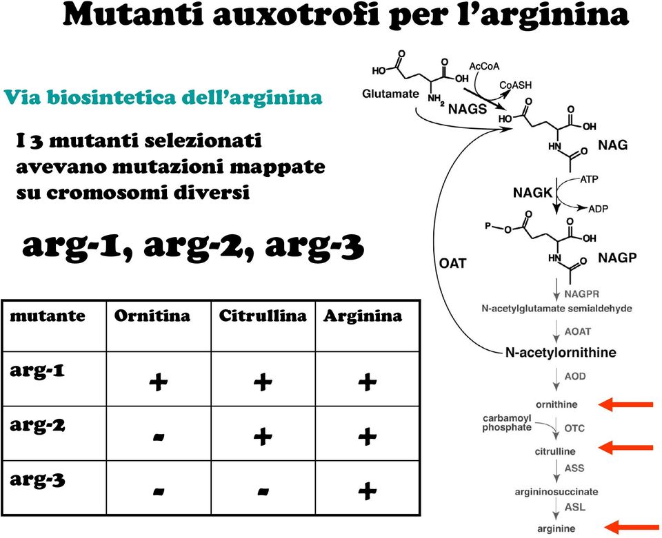 mappate su cromosomi diversi arg-1, arg-2, arg-3 mutante