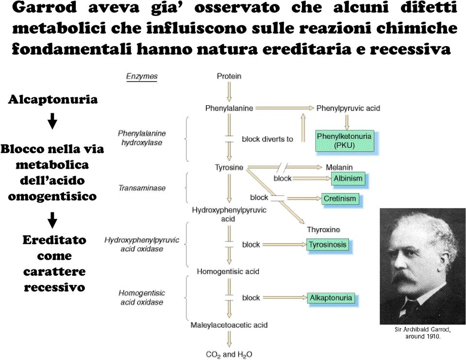 ereditaria e recessiva Alcaptonuria Blocco nella via