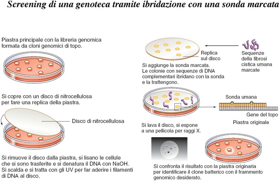 ibridazione con