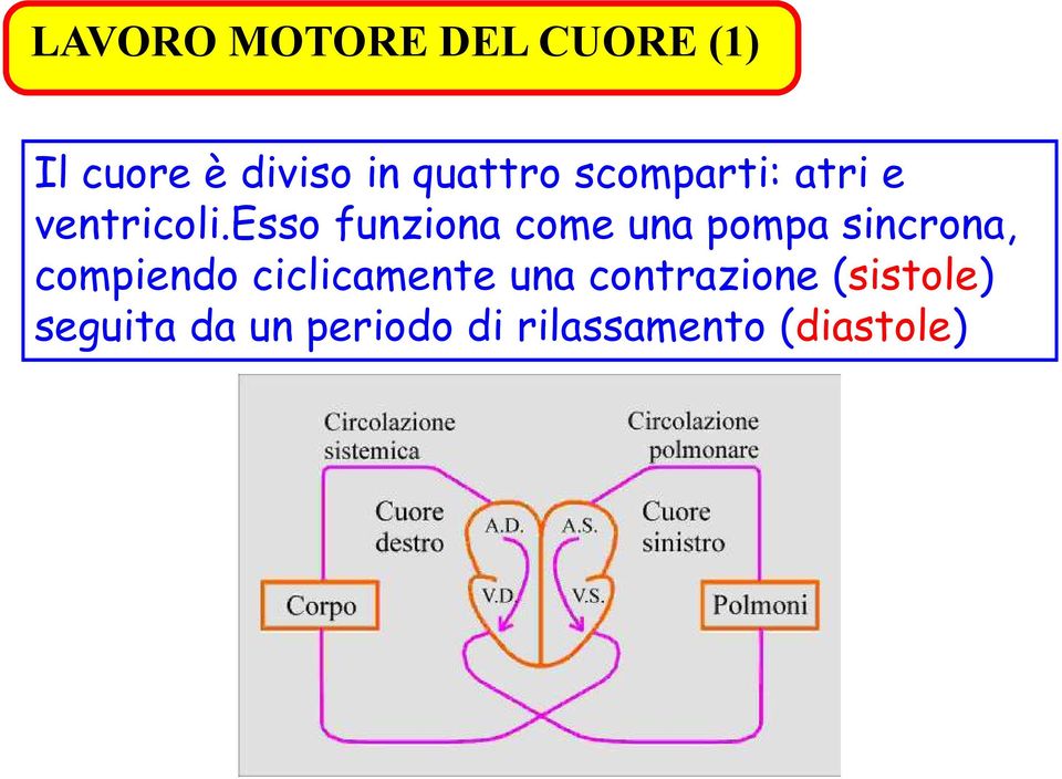 esso funziona come una pompa sincrona, compiendo