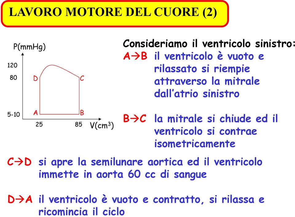 si chiude ed il ventricolo si contrae isometricamente C D si apre la semilunare aortica ed il