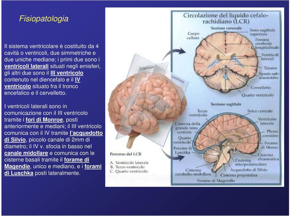 I ventricoli laterali sono in comunicazione con il III ventricolo tramite i fori di Monroe, posti anteriormente e mediani; il III ventricolo comunica con il IV tramite l