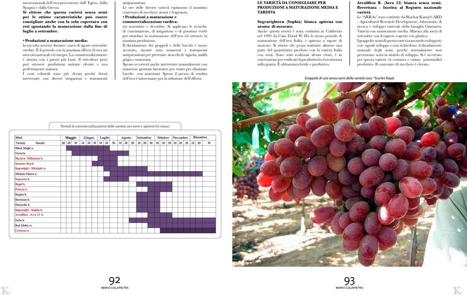 Produzioni a maturazione media: la raccolta avviene durante i mesi di agosto settembre ottobre. È il periodo con la massima offerta di uva sui mercati nazionali ed europei.