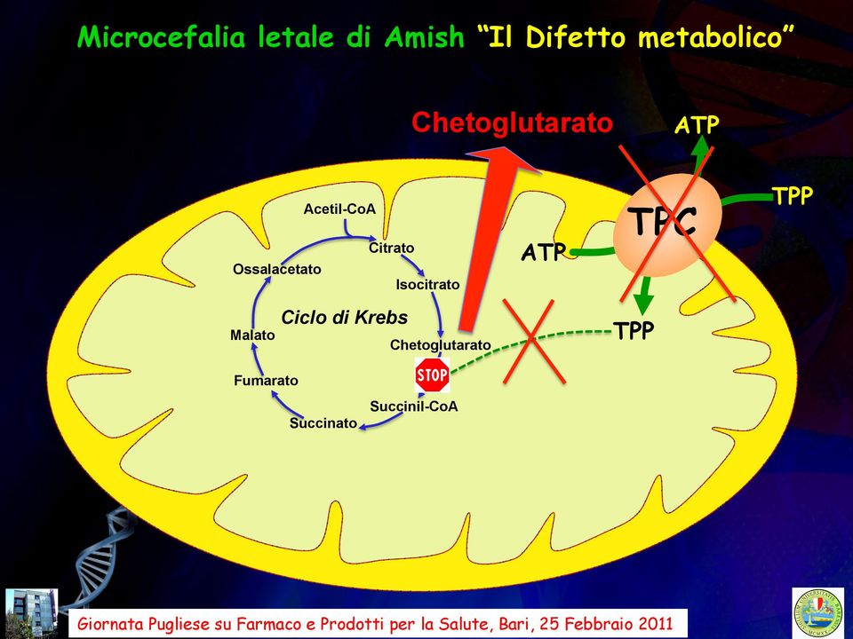 Ossalacetato Isocitrato ATP TPC TPP Malato Ciclo