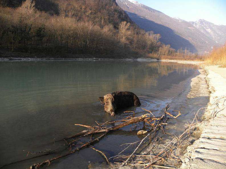 GESTIONE DEL CINGHIALE Foto Ettore Mozzetti