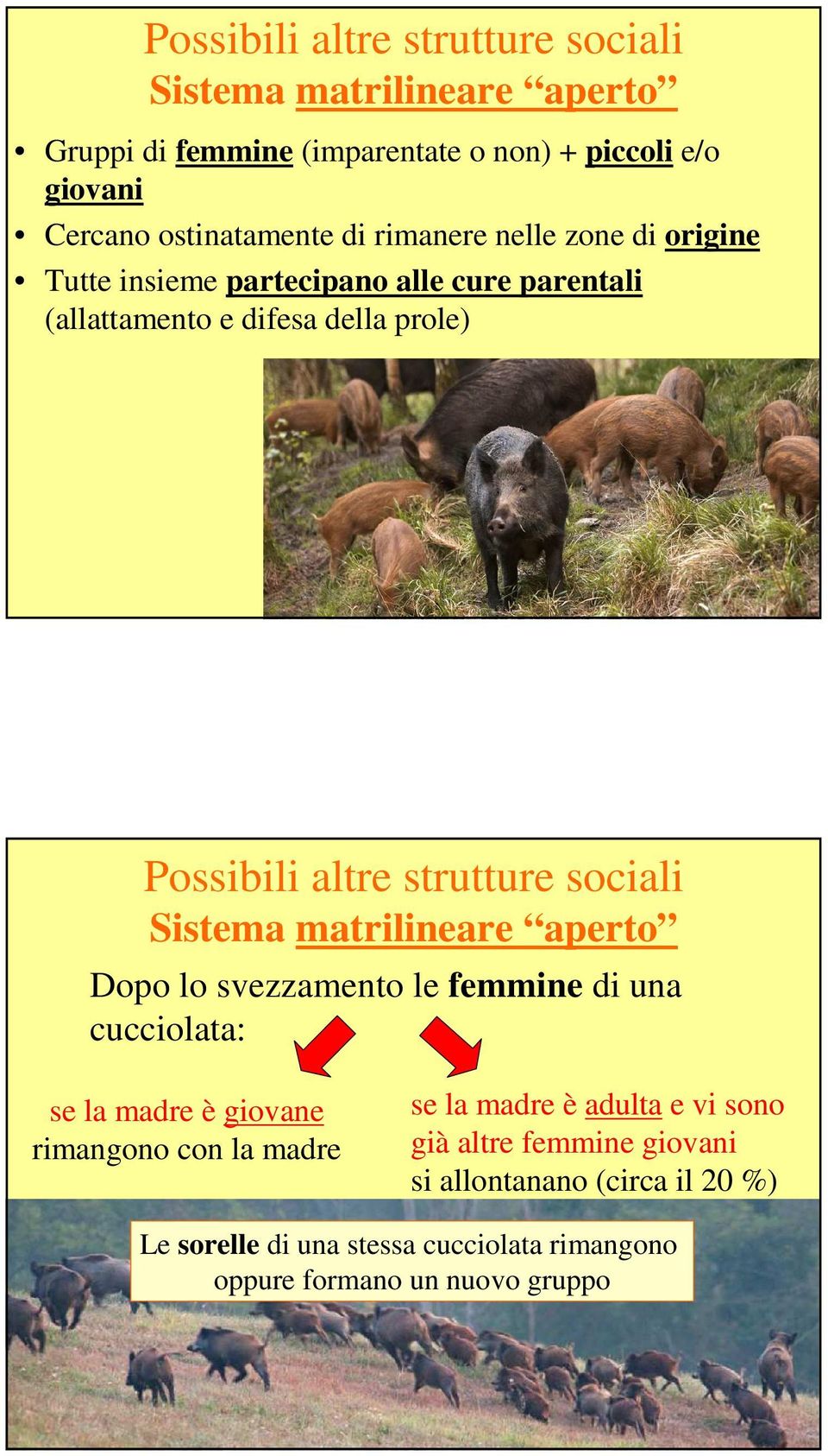 sociali Sistema matrilineare aperto Dopo lo svezzamento le femmine di una cucciolata: se la madre è giovane rimangono con la madre se la madre è