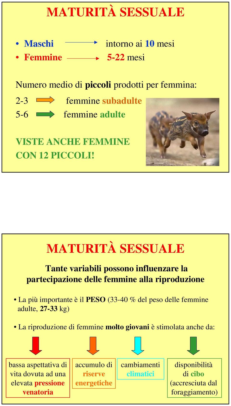 MATURITÀ SESSUALE Tante variabili possono influenzare la partecipazione delle femmine alla riproduzione La più importante è il PESO (33-40 % del peso