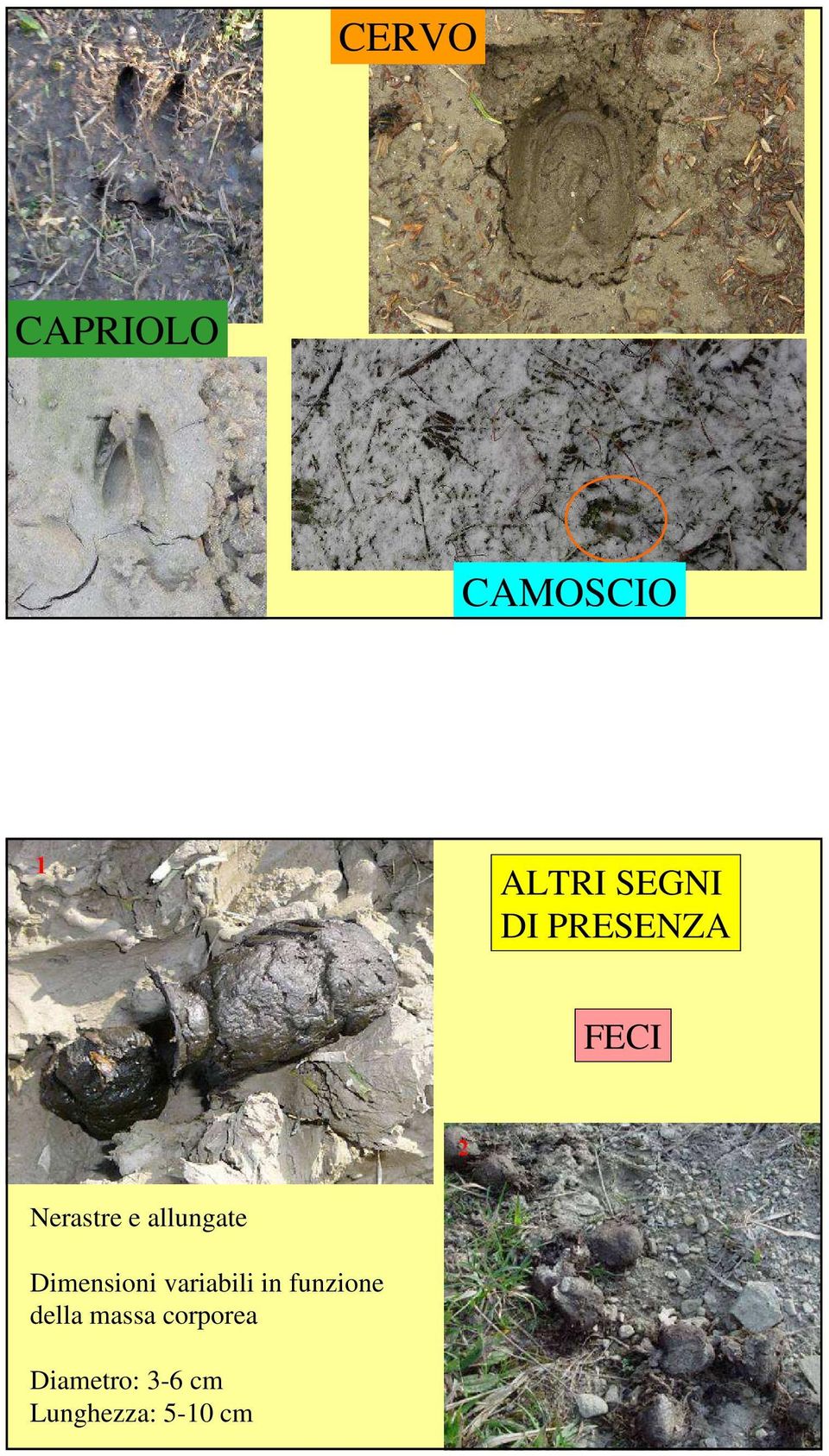 Dimensioni variabili in funzione della