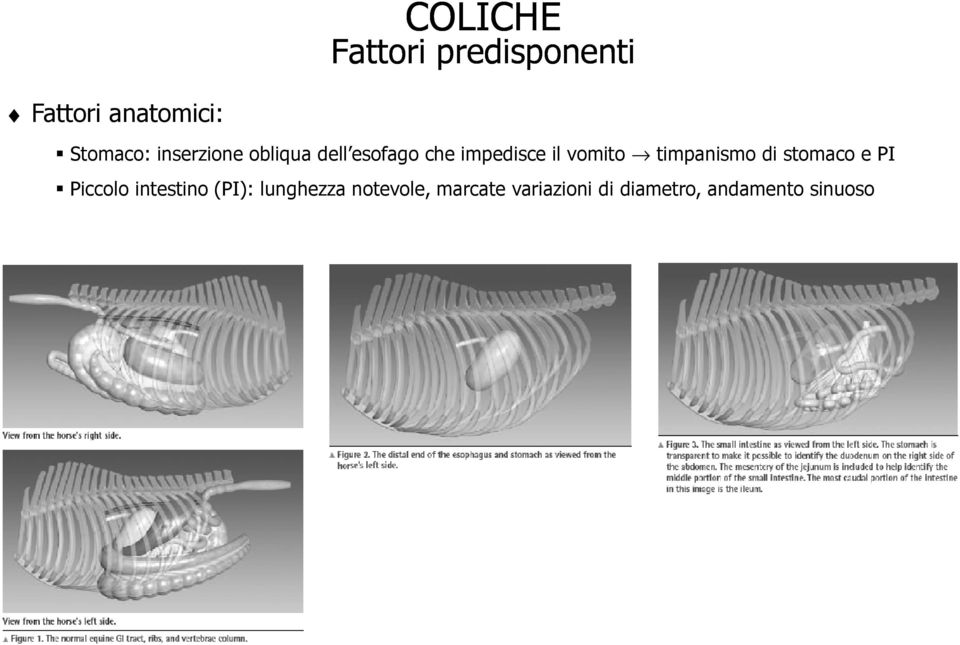 timpanismo di stomaco e PI Piccolo intestino (PI):