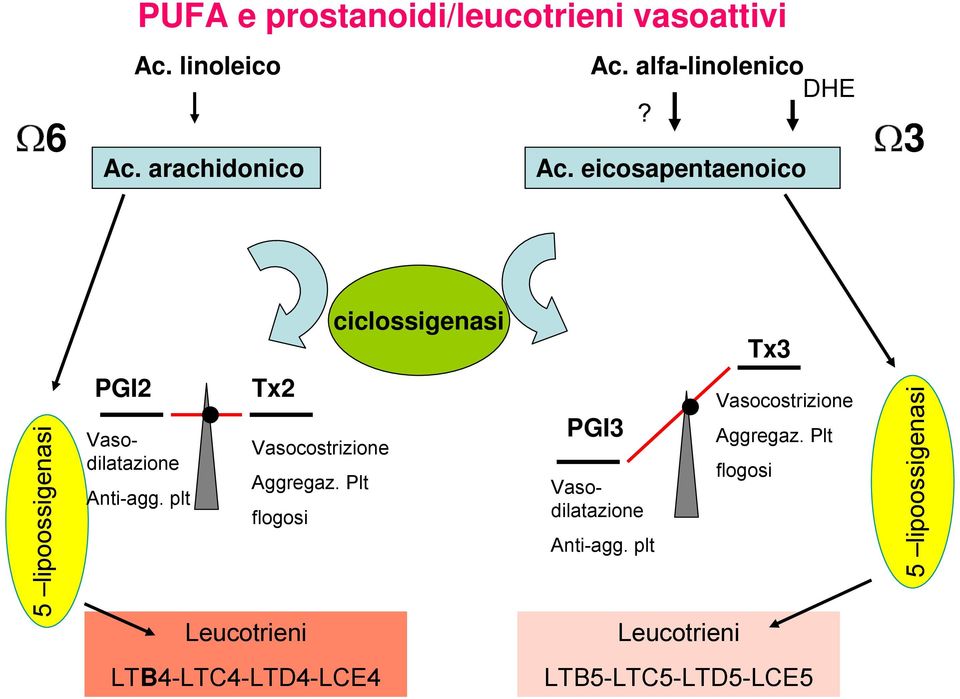 plt Tx2 Leucotrieni Vasocostrizione Aggregaz.